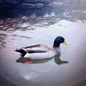 Birds in calm water