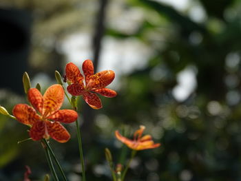 Close-up of orange flowering plant