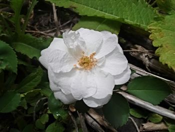 Close-up of white flowers