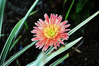 Close-up of pink flower