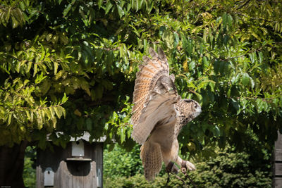 Close-up of bird on tree