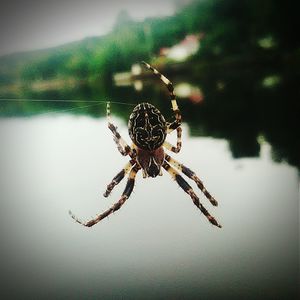 Close-up of spider web