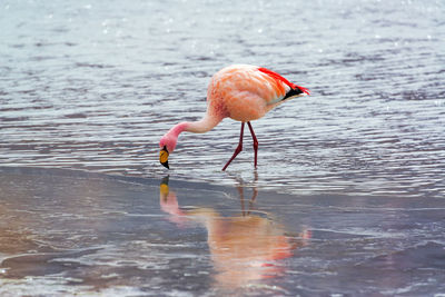 Side view of flamingo at lakeshore