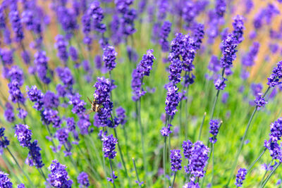 Close-up violet lavender flowers field in summer sunny day with soft focus blur background.
