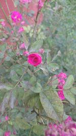 Close-up of pink flowers blooming outdoors