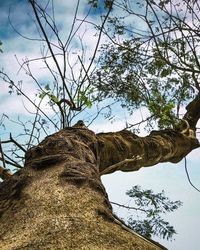 Low angle view of tree against sky