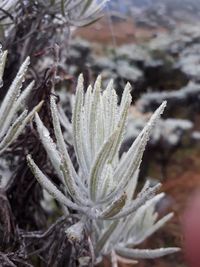 Close-up of frozen plant