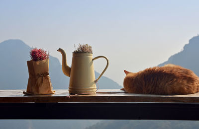 Cat sleeping on the table beside tea pot and flower of bouquet