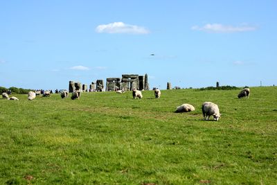 Sheep grazing on field against sky