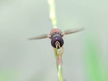 Close-up of insect on plant