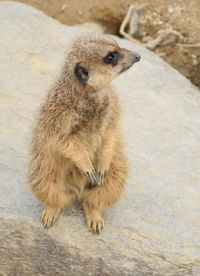 High angle view of cute meerkat