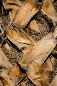 Full frame shot of tree trunk