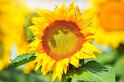 sunflower