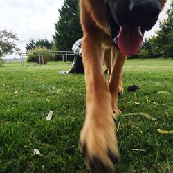 Dog standing on grassy field