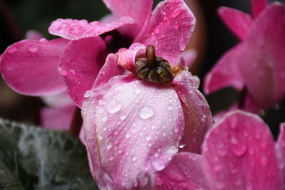 Close-up of water drops on pink flower