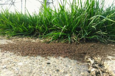 Close-up of plants growing on field
