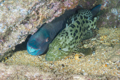 View of fish swimming in sea