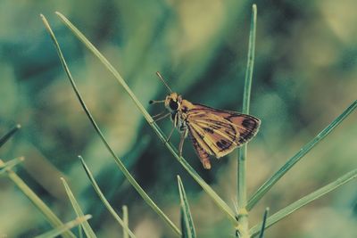 Close-up of butterfly on flower