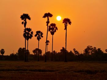 Silhouette palm trees on field against orange sky