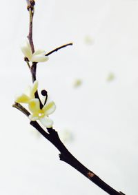 Close-up of flower