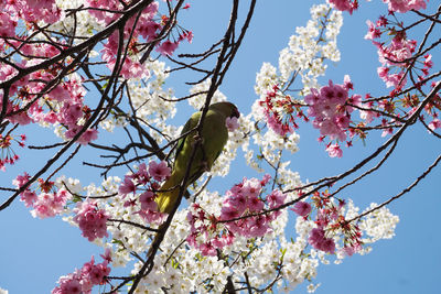 Low angle view of pink cherry blossoms in spring