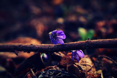 Close-up of purple flowering plant