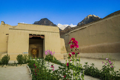 Flowering plants by building against clear blue sky