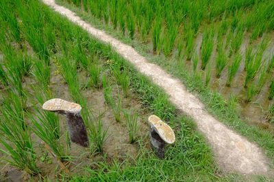 High angle view of mushroom growing on field