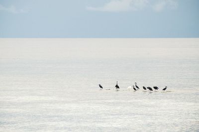 Birds in the ocean