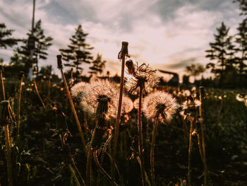 Close-up of flowering plants on field against sky