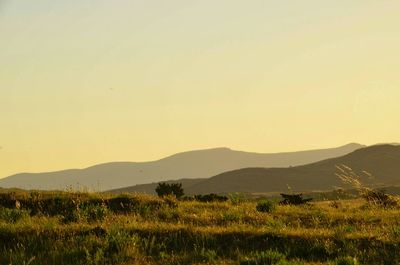 Scenic view of field against clear sky