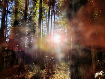 Sunlight streaming through trees in forest