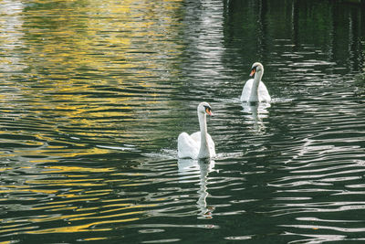 Swan swimming in lake