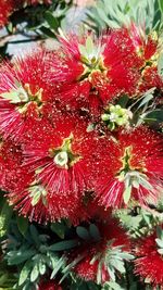 Close-up of red flowers