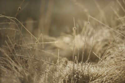 Close-up of dry grass on field