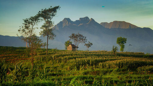 Scenic view of field against sky