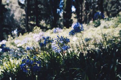 Low angle view of blue flowers on field during sunny day