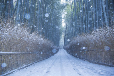 Kyoto arashiyama winter bamboo grove road
