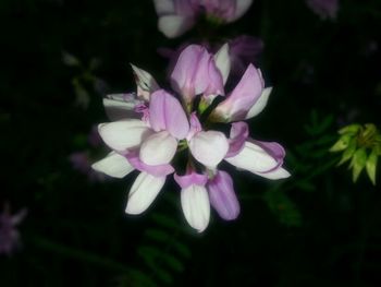 Close-up of pink flowers blooming outdoors