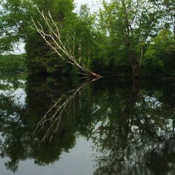 Reflection of trees in lake