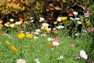 Close-up of white flowering plants on field