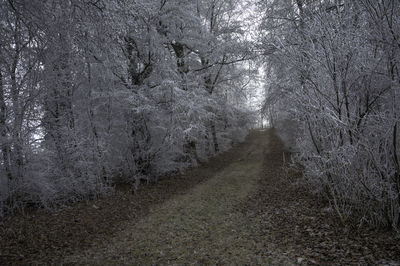 Close-up of trees