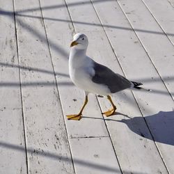 High angle view of seagull perching on wood