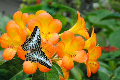 Tropical rhododendron simbu sunset with blue butterfly