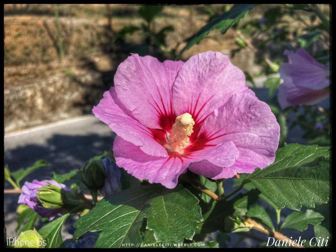 MACRO SHOT OF PINK FLOWER