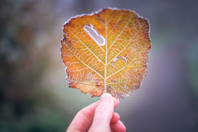 Close-up of hand holding autumn leaf