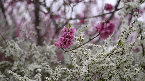 Close-up of pink cherry blossoms in spring