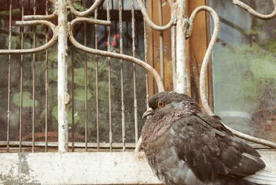 Close-up of an animal