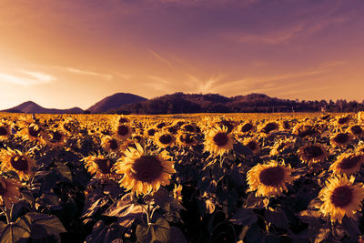 Scenic view of sunflower field against sky during sunset