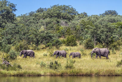 Elephants walking at national park